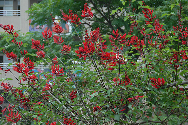 Coral Tree, Erythrina corallodendron, Tree Seeds