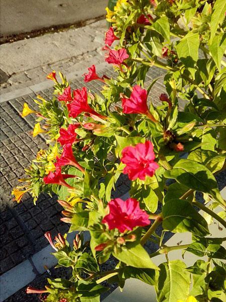 Mirabilis jalapa | Red Four O’clock | 10 Seeds