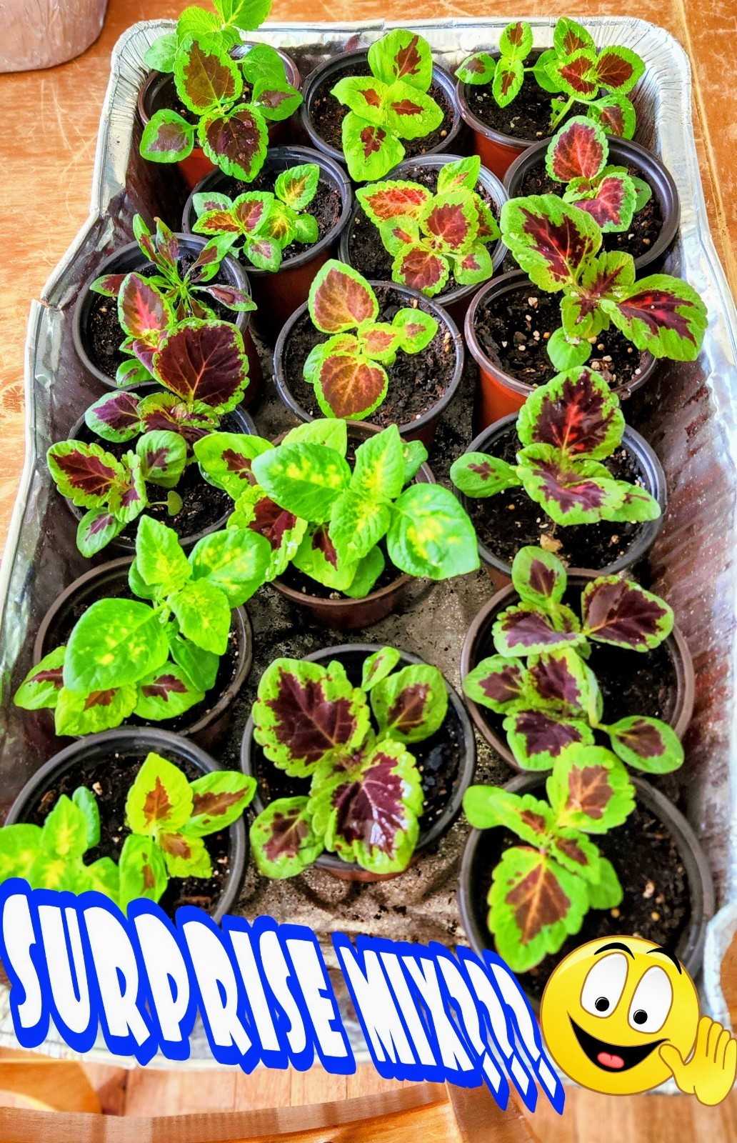 JIM’s CHOICE 8 PACK COLORFUL COLEUS SEEDS FREE SHIPPING