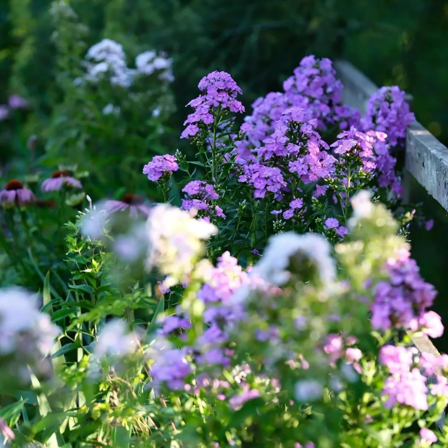 Creeping Phlox Seeds for Planting, 1000+pcs Rare Perennial Creeping Purple Ph…