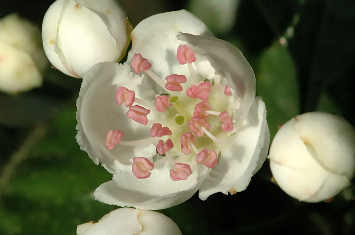 English Hawthorn, Crataegus laevigata, Tree Seeds
