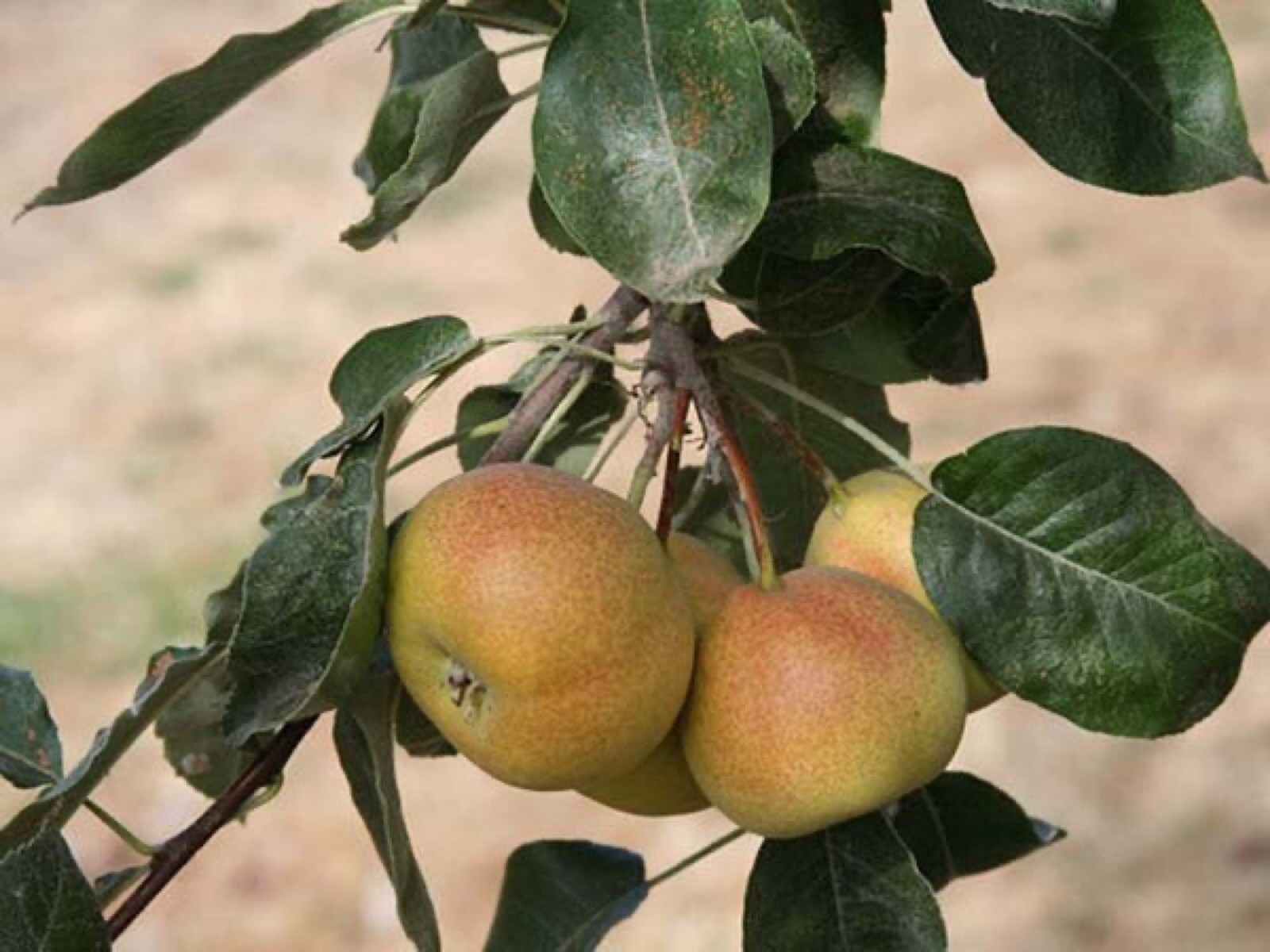 Sorbopyrus, ‘Shipova’ ancient pear hybrid 18-24” tall grafted dwarf plant