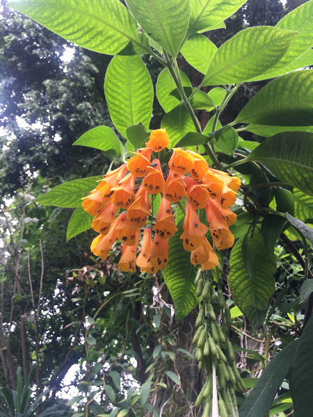Bomarea sp. Orange | Orange Bomarea | 10 Seeds