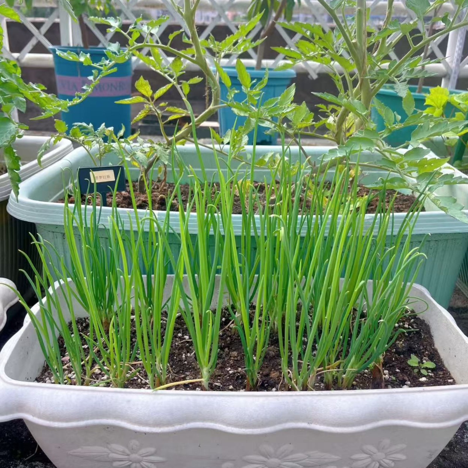 1000 Green Onion Seeds – Easy-to-Grow Scallions for Kitchen Garden or Containers