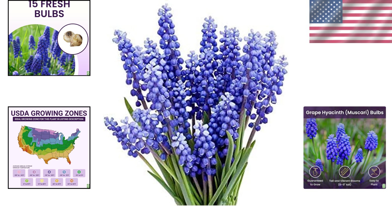 Quality Grape Hyacinth Bulbs – 15 Pack for Effortless Spring Gardening