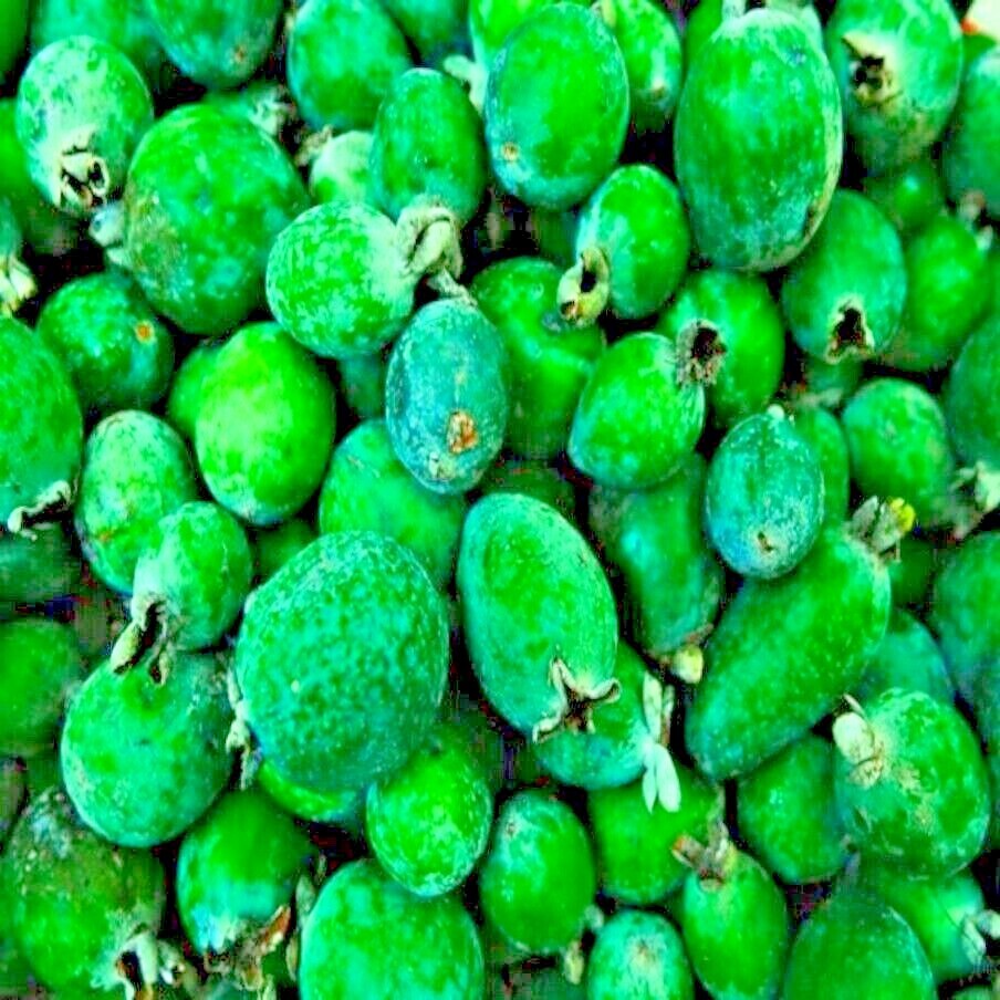 20 PINEAPPLE GUAVA TREE SEEDS “Brazilian Fig Guava Fruit” Tropical Flower Plant