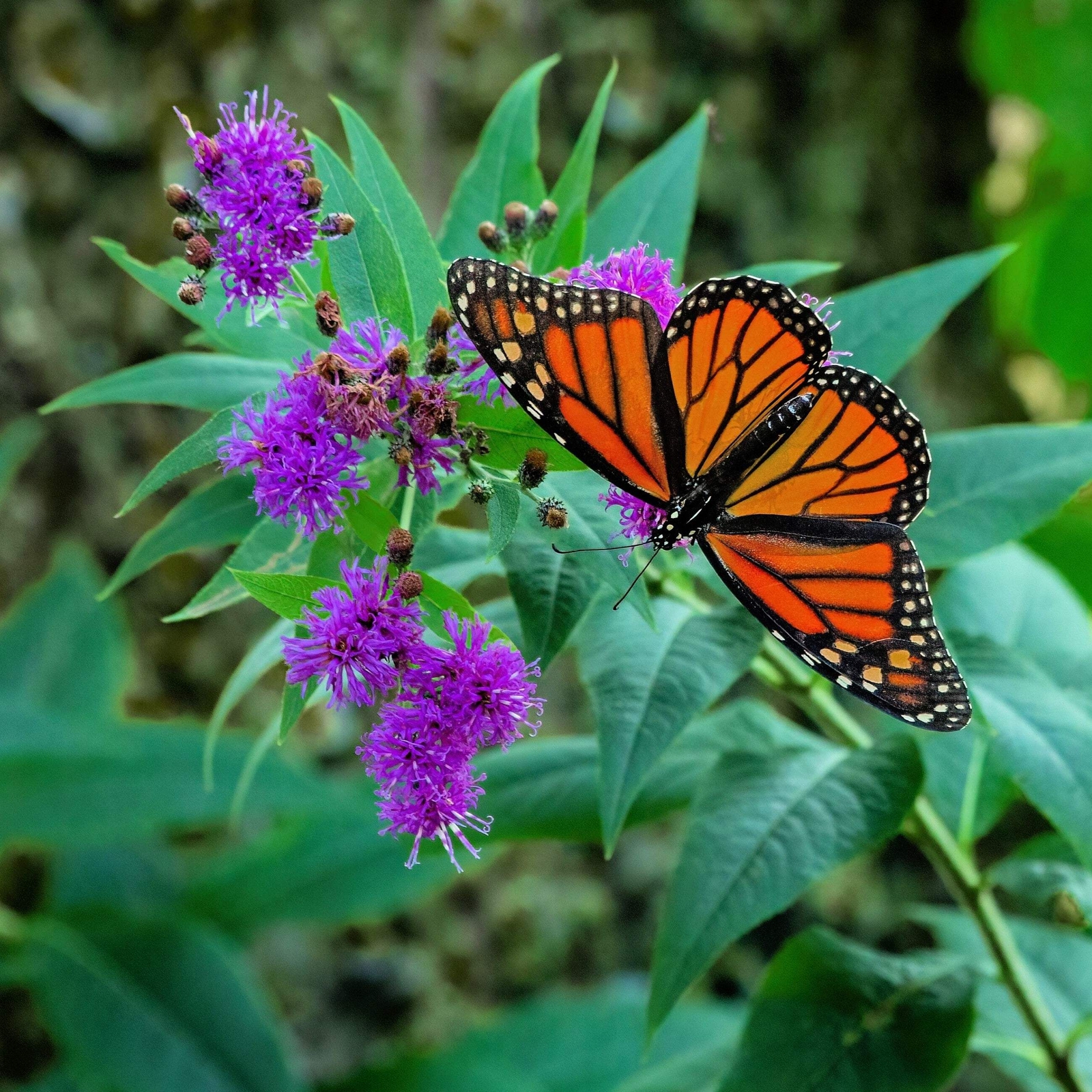 250 PURPLE IRONWEED Vernonia Fasciculata Flower Seeds