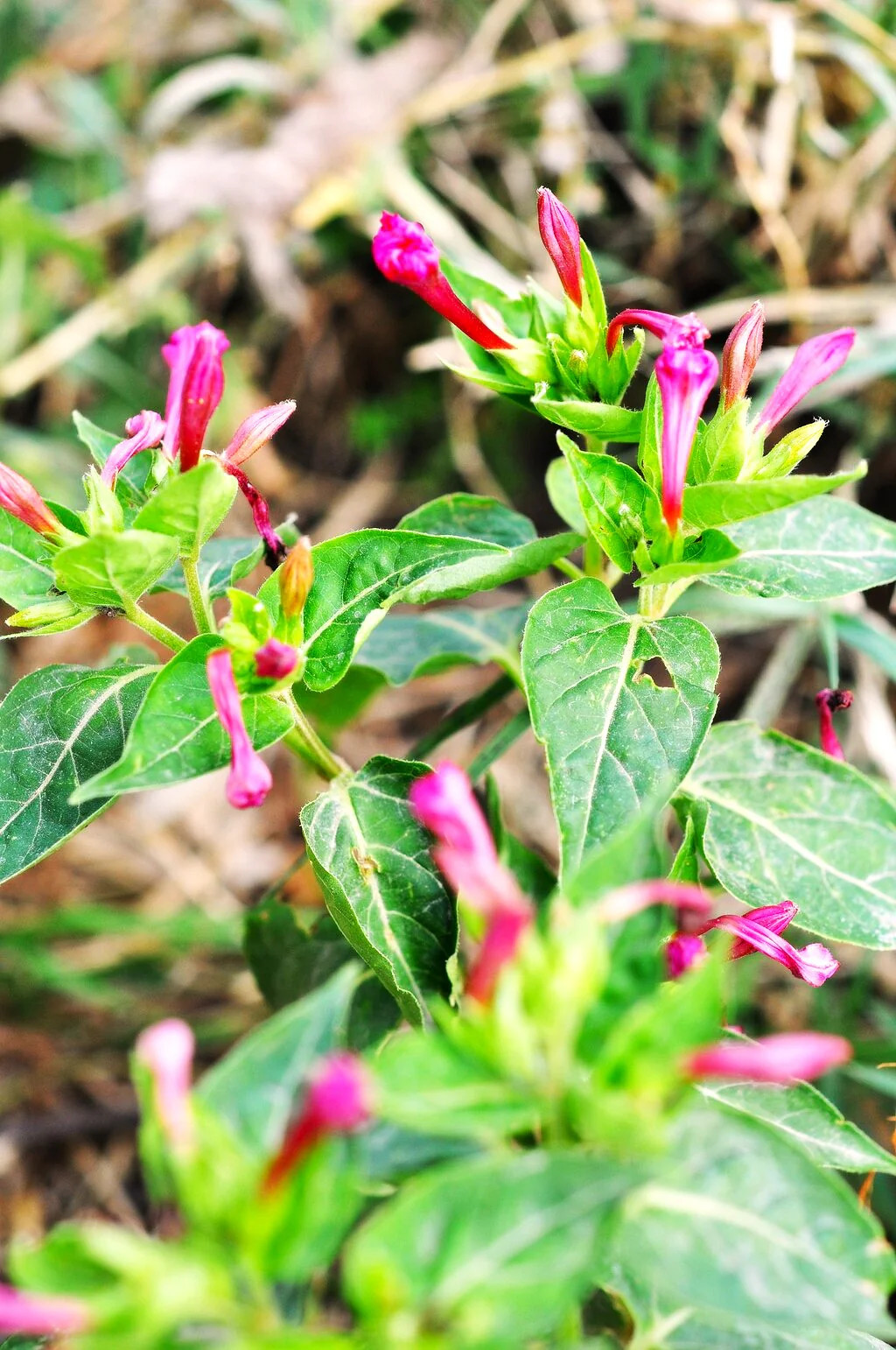 Pink Four O’ Clock Seeds | Mirabilis Rose Marvel Peru Magenta Flower Seed 2025