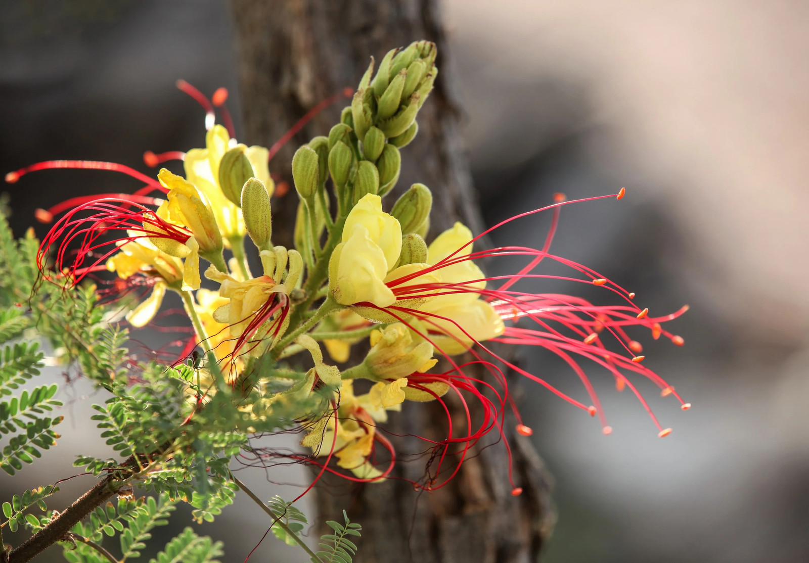 5 DESERT BIRD OF PARADISE Shrub Caesalpinia Gilliesii Poinciana Red & Yellow Flo