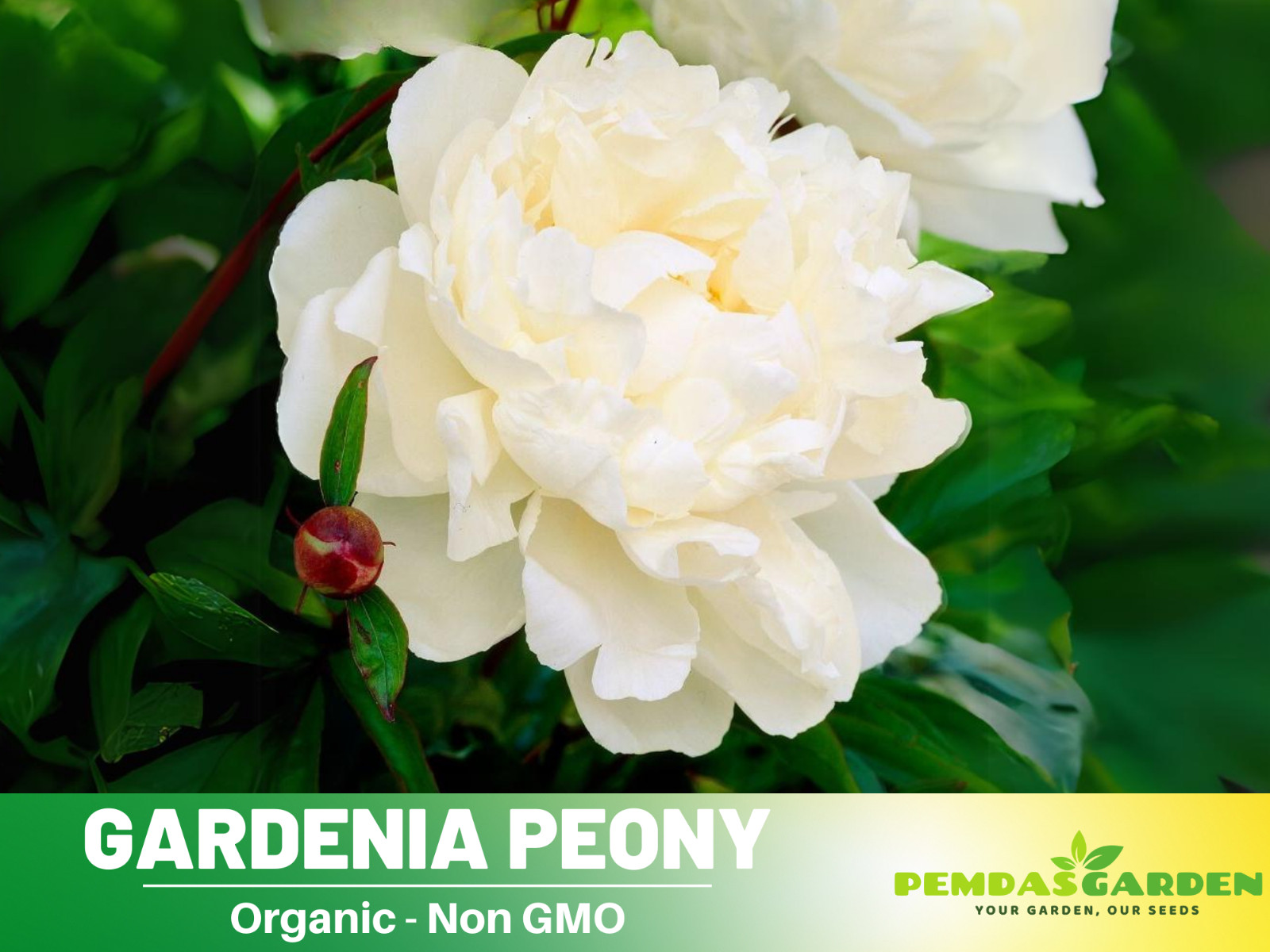 10+Seeds| Gardenia Peony Perennial Seeds #B045