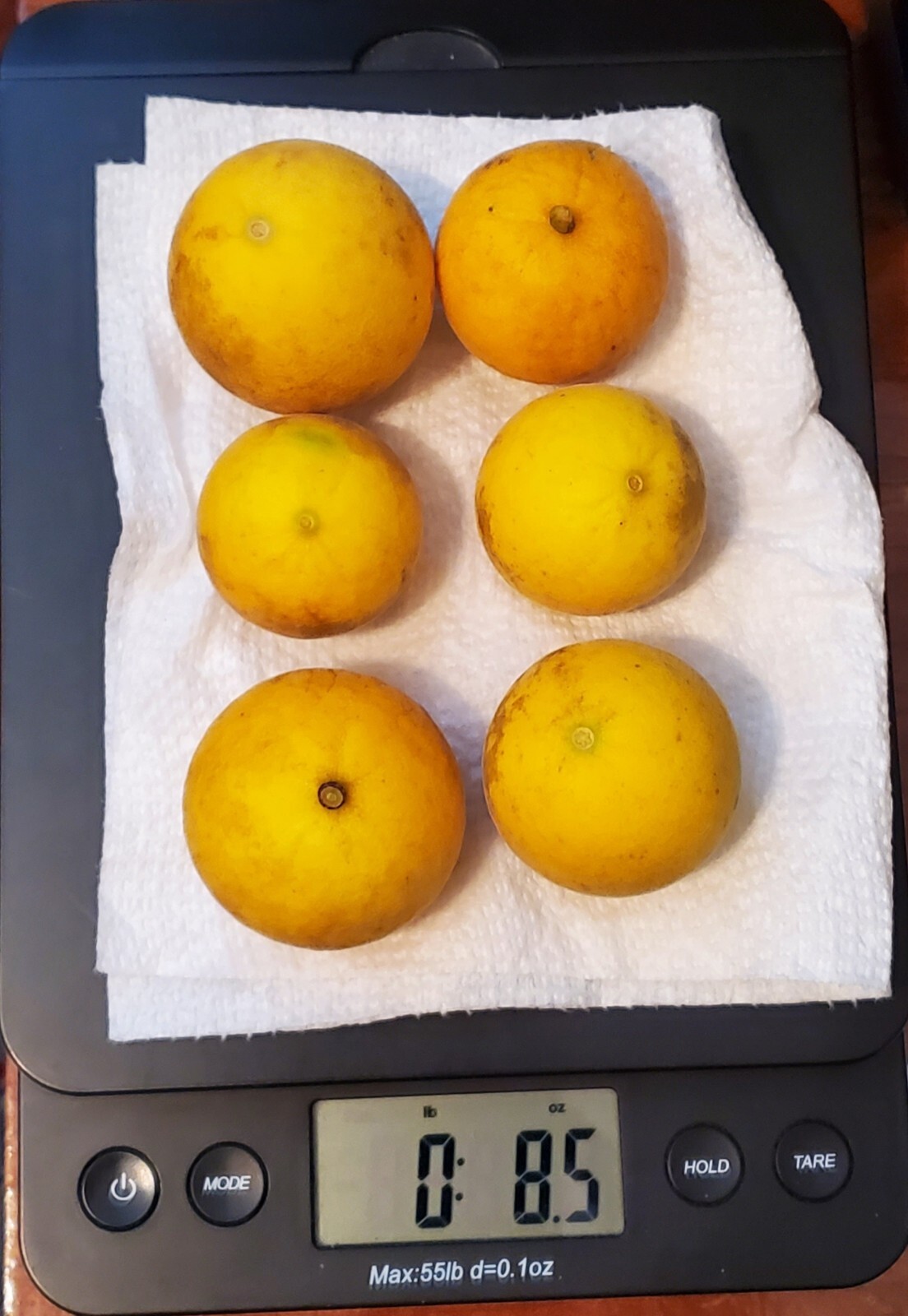 Poncirus Trifoliata Citrus Bush 🍊ACTUAL FRUIT SHIPPED Contain 100+ Seeds Inside