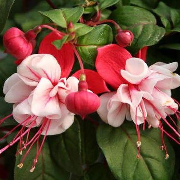 Fuchsia Live Plant, Well-Rooted Plug, Healthy Starter Plants For SALE