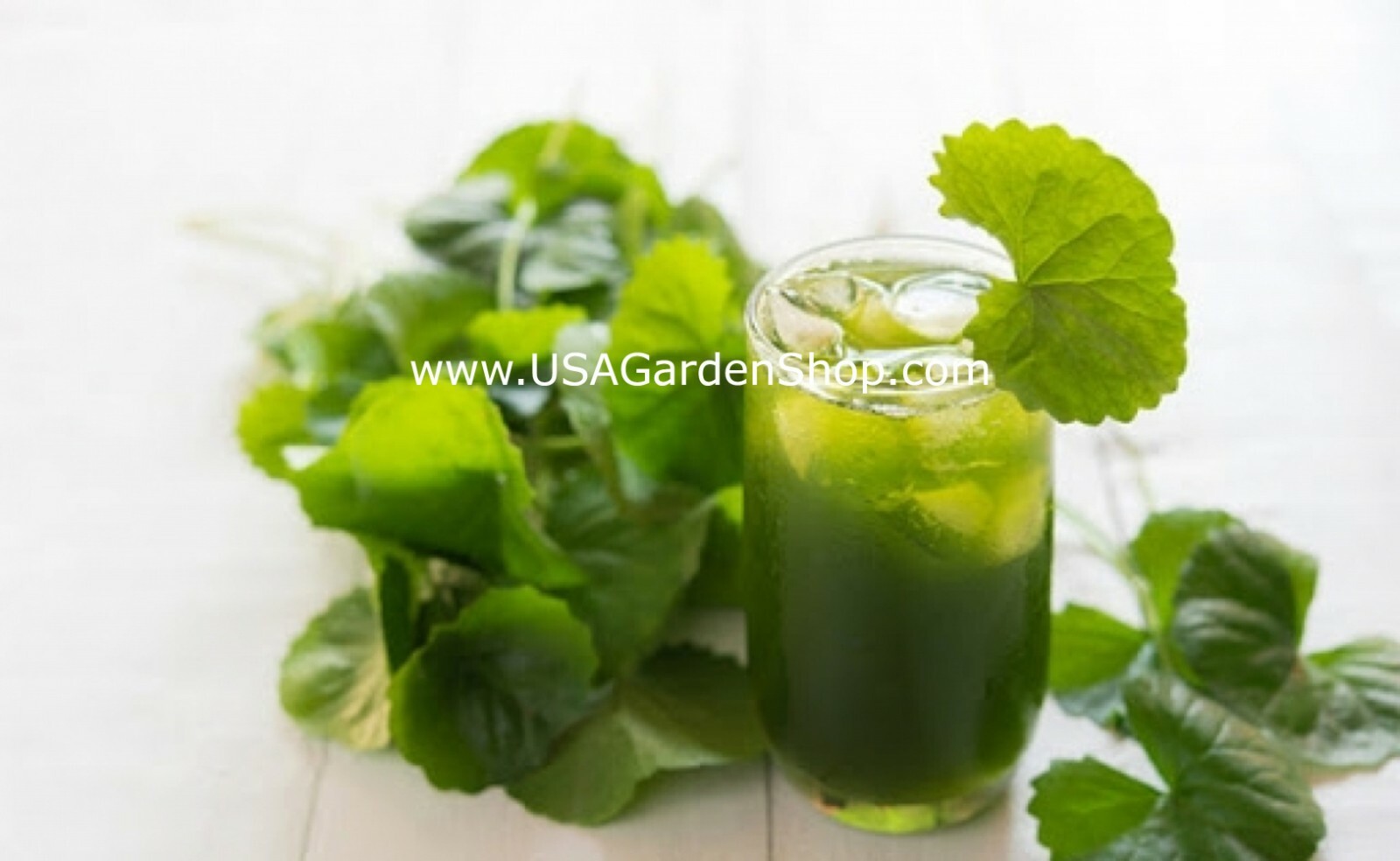 Gotu Kola Bua BoK Rau Ma Pennywort Centella Asiatic บัวบก 積雪草 JiXue Cao 3x plant
