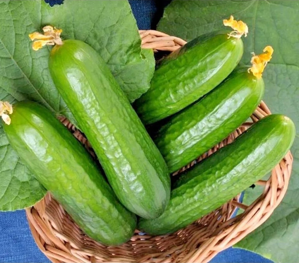 50+ Muncher Cucumber Seeds – ORGANIC — HEIRLOOM – NON GMO — FRESH
