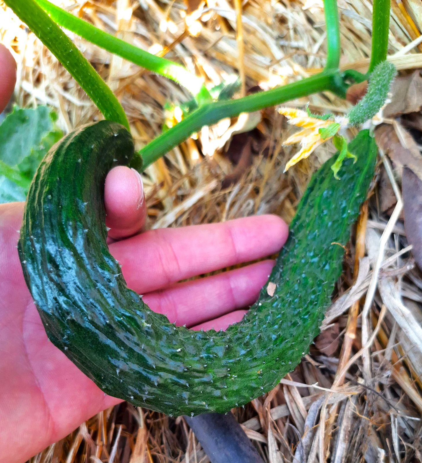 China Jade Burpless Cucumber Seeds – For 2026 Planting Delicious Long Dark Green