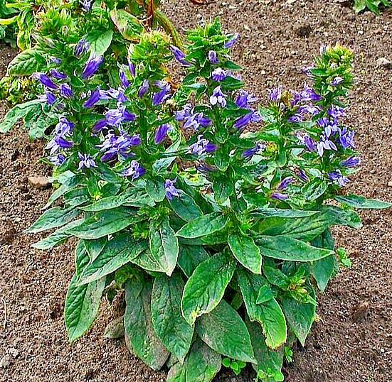 GIANT BLUE LOBELIA 243 SEEDS, LOBELIA SIPHILITICA HARDY, EZ TO GROW, USA SELLER