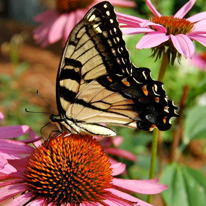 Landscaper’s Pack BUTTERFLY & HUMMINGBIRD Mix Pollinator Garden 5000+ Seeds!