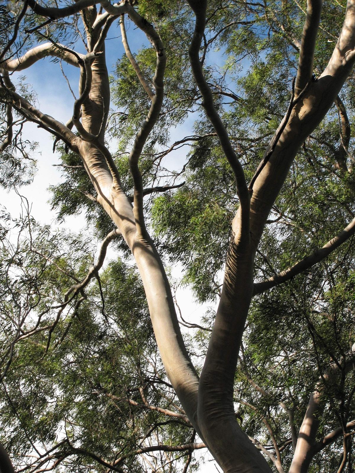 50 LEMON SCENTED EUCALYPTUS Citriodora Tree Lemon Bush Spotted Gum Flower Seeds