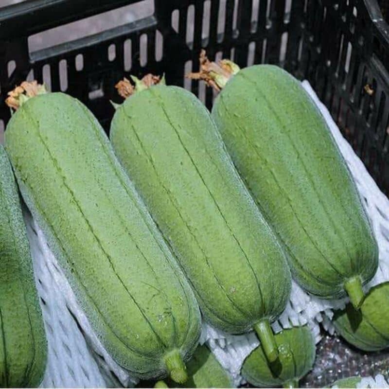 Luffa Gourd Seeds Loofah Mướp Siêu Dài 20ct And Mướp Béo Tứ Quý 5 Seeds Taiwan