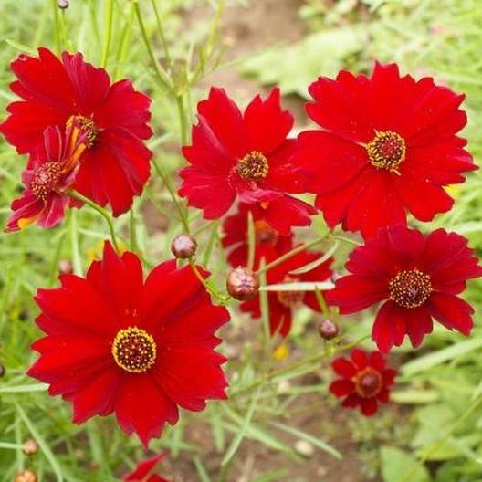 Coreopsis PLAINS TALL RED Heirloom Pollinators Deer Resistant Non-GMO 200 Seeds!