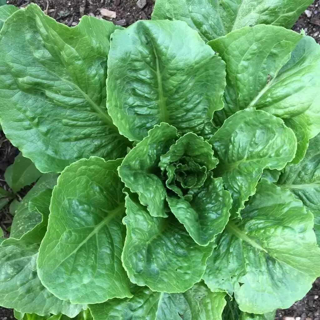 Paris Island Cos Romaine Lettuce Seeds, NON-GMO, ORGANIC, HEIRLOOM