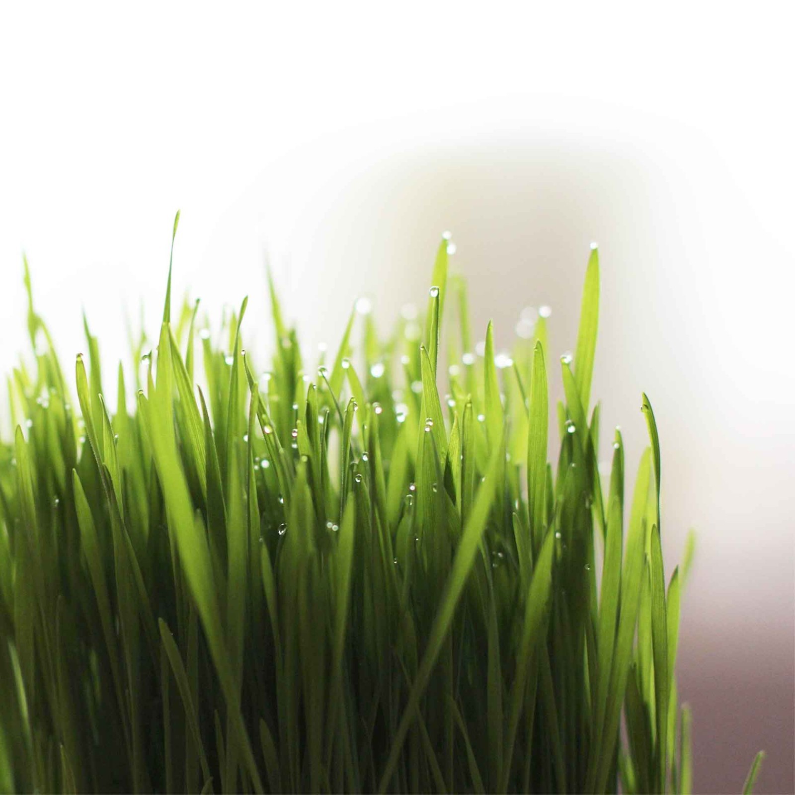 Cat Grass (Dactylis glomerata) Nutritious & Pet-Friendly Plant for Cats & Dogs