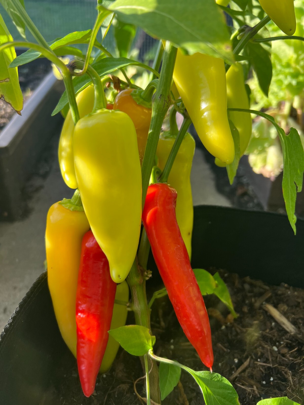 50 ct Hungarian Yellow Wax Pepper – Non-GMO / Heirloom