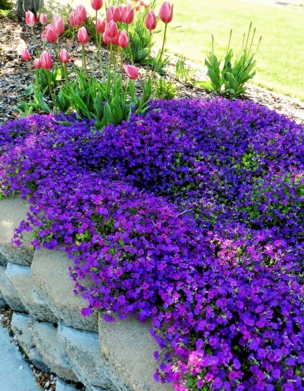 501+PURPLE ROCKCRESS Flower Seeds Drought Heat Cold Groundcover Container Easy