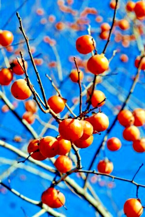 PERSIMMON TREE SEEDS Diospyros Virginiana SUGAR PLUM Fruit Plant COLD HARDY 4-9