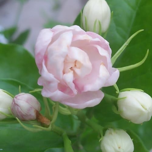 Mix Climbing Double Jasmine Seeds for Planting, 290+pcs Perennial Fragrant Climb