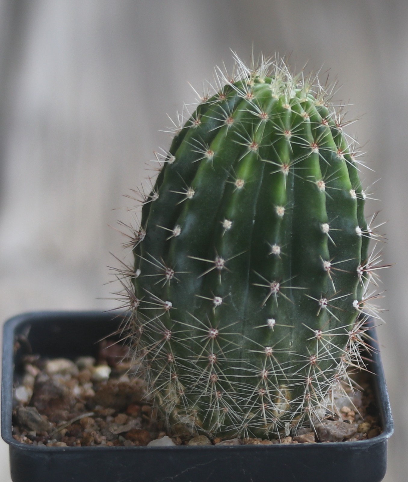 Echinopsis hybrid ‘Baron’