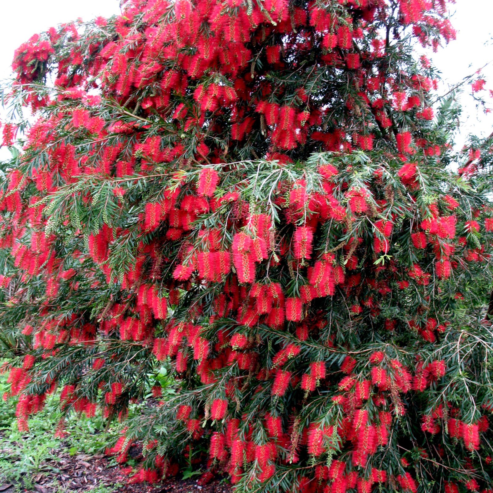 50 WEEPING BOTTLEBRUSH Flower Tree Seeds Garden Plant (Callistemon viminalis)