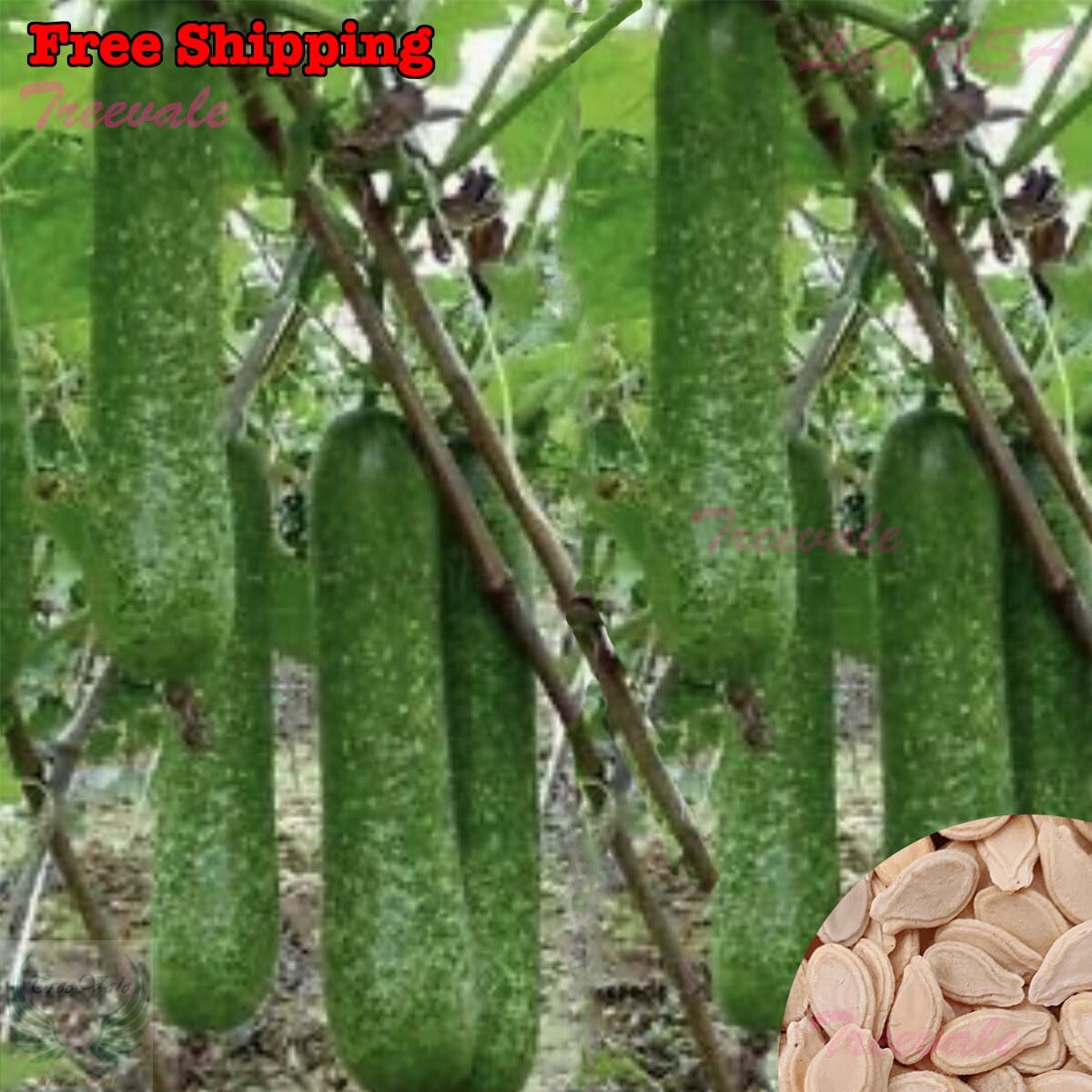 Wax Gourd, Winter Melon, Mokwa, Fuzzy Melon, Hairy Melon/Gourd SEEDS | NON-GMO