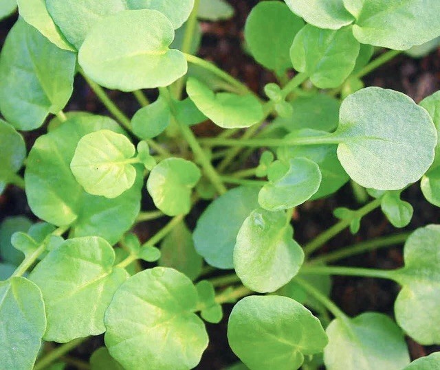 600 Upland Cress Seeds | Non-GMO, Heirloom Upland Cress Herb Seeds, USA Seller