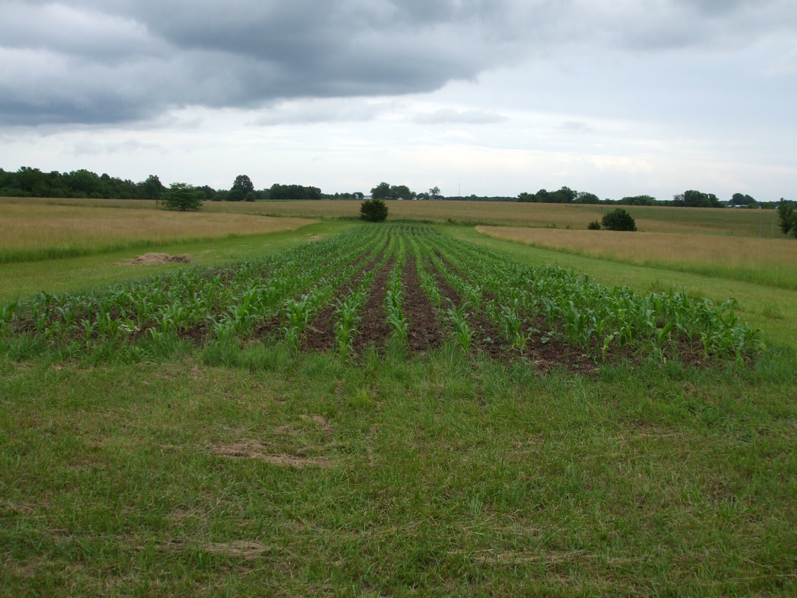 10LB Pound Reid’s Yellow Dent Field Corn Open Pollinated Non GMO Reids USA Pound
