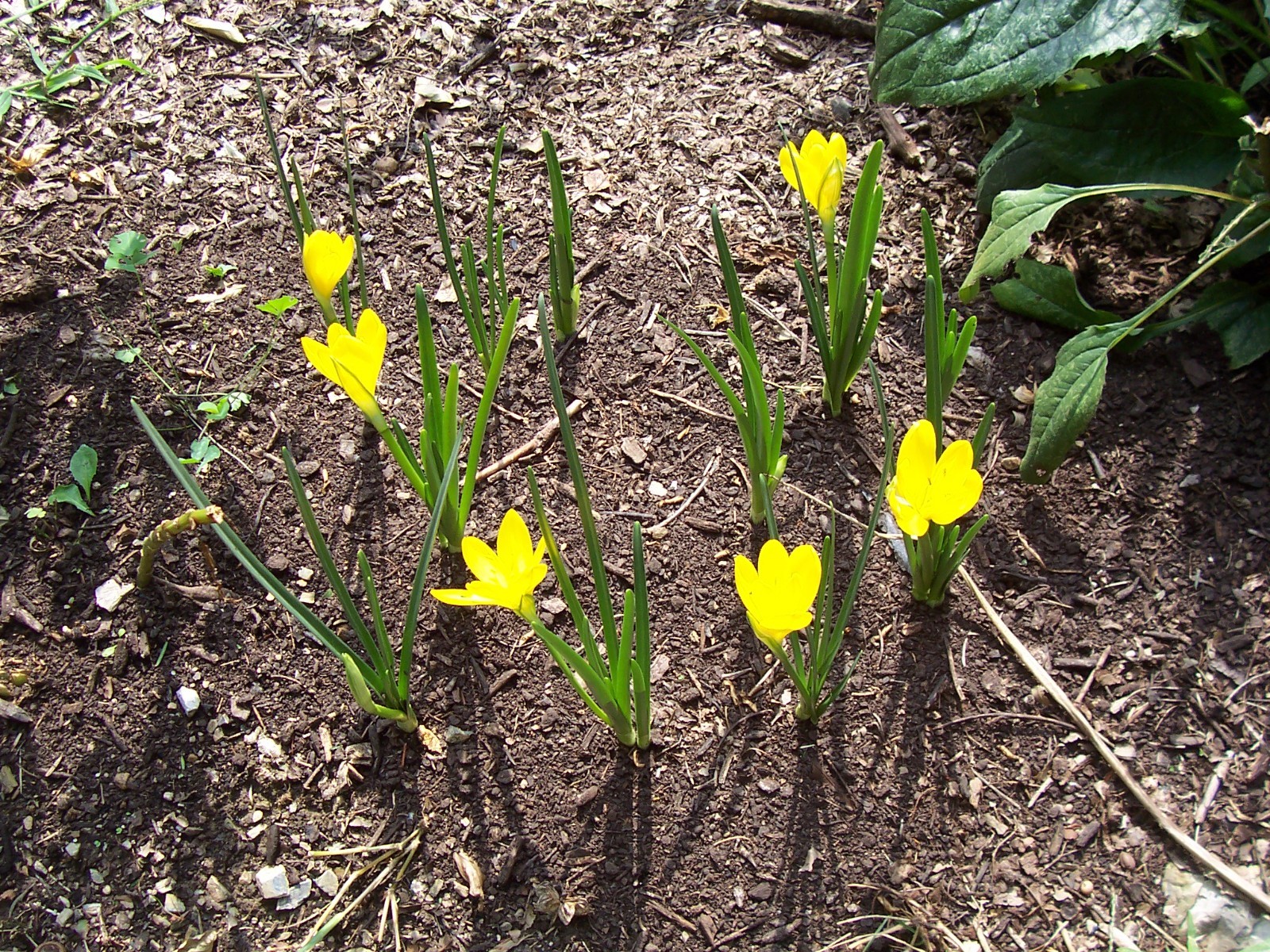 10 LARGE Fall Blooming Crocus Bulbs Autumn Daffodil Sternbergia Lutea Live Plant