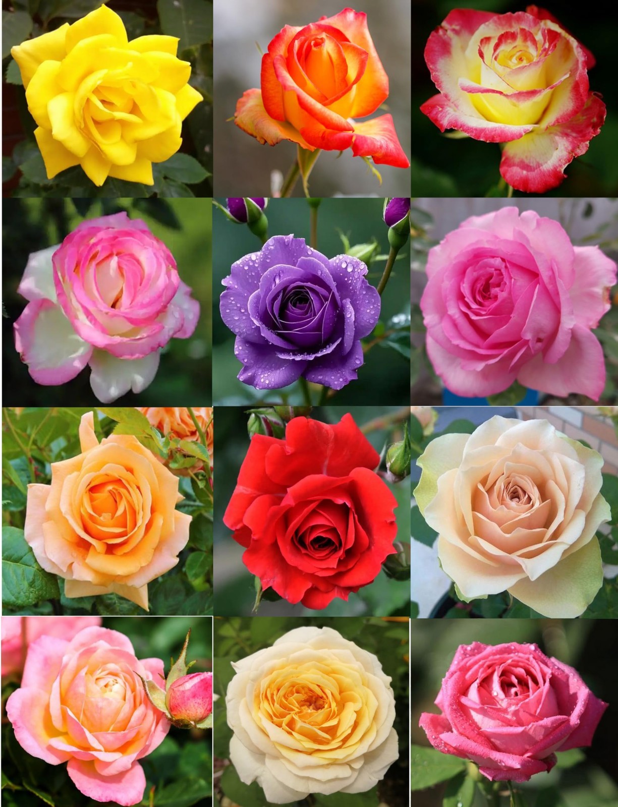 100PCS Mixed Rose Seeds – Lush Perennial Blooms, Heirloom Flower Seeds for Garde