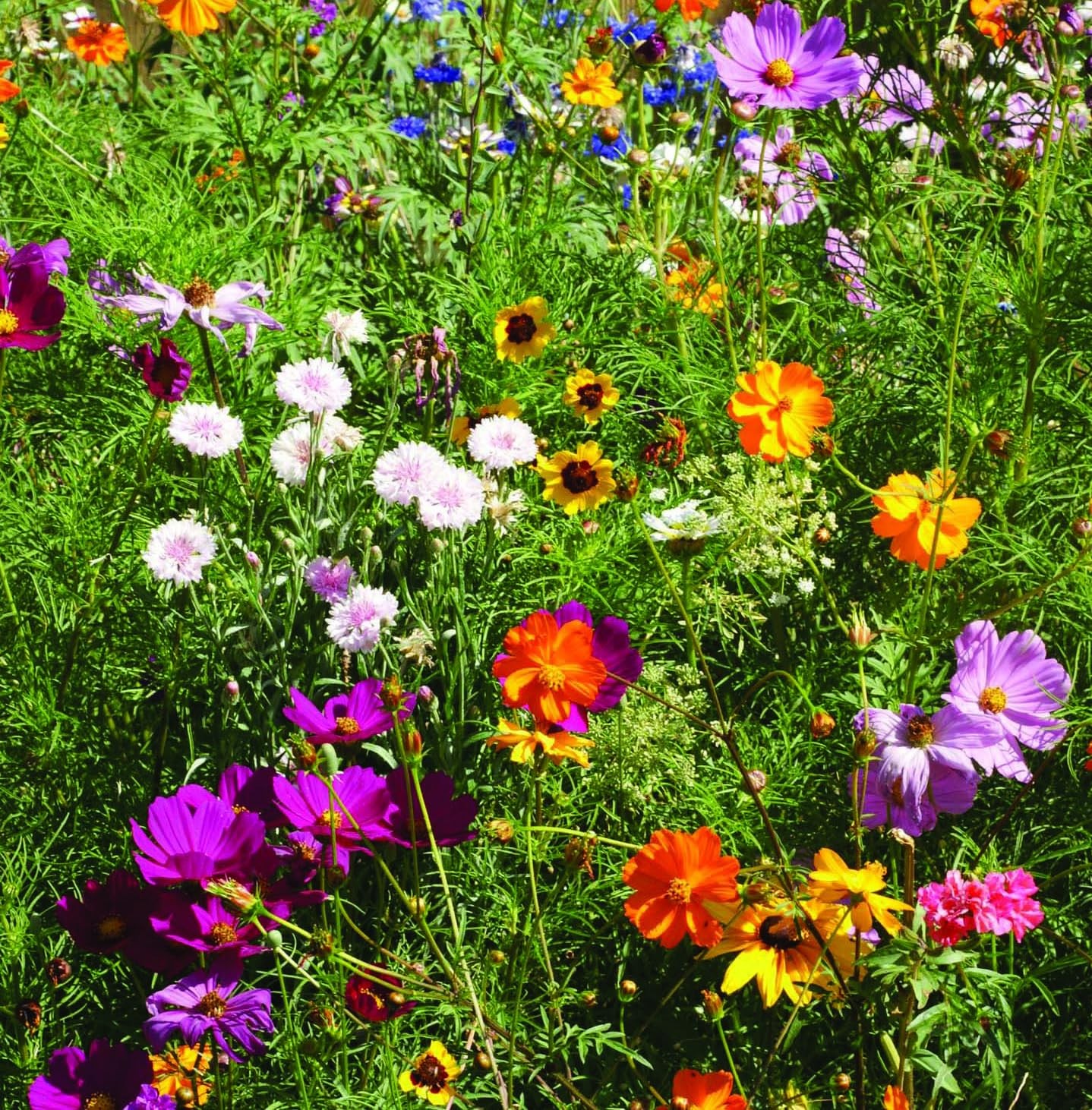 Bentley Pollinator Mix – Pre-Filled, Non-GMO, Non-Coated Butterfly Packets – …