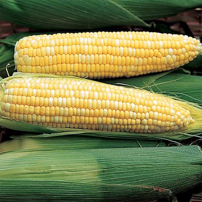 G90 BI COLOR SWEET CORN 100 SEEDS WHITE AND YELLOW SWEET CORN 2024
