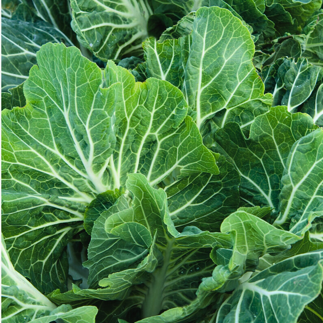 Portuguese Kale Seeds | Heirloom Non-GMO | Fresh Vegetable Seeds | Rare Seeds