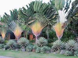 Traveler’s Palm Seeds ~ Ravenala Madagascariensis ~ Unique ~ Rare ~ Palm Tree ~