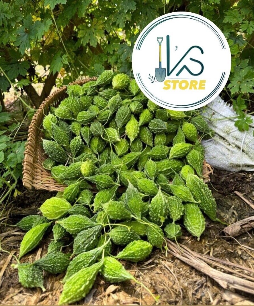 FOREST BITTER MELON SEEDS – HẠT KHỔ QUA RỪNG