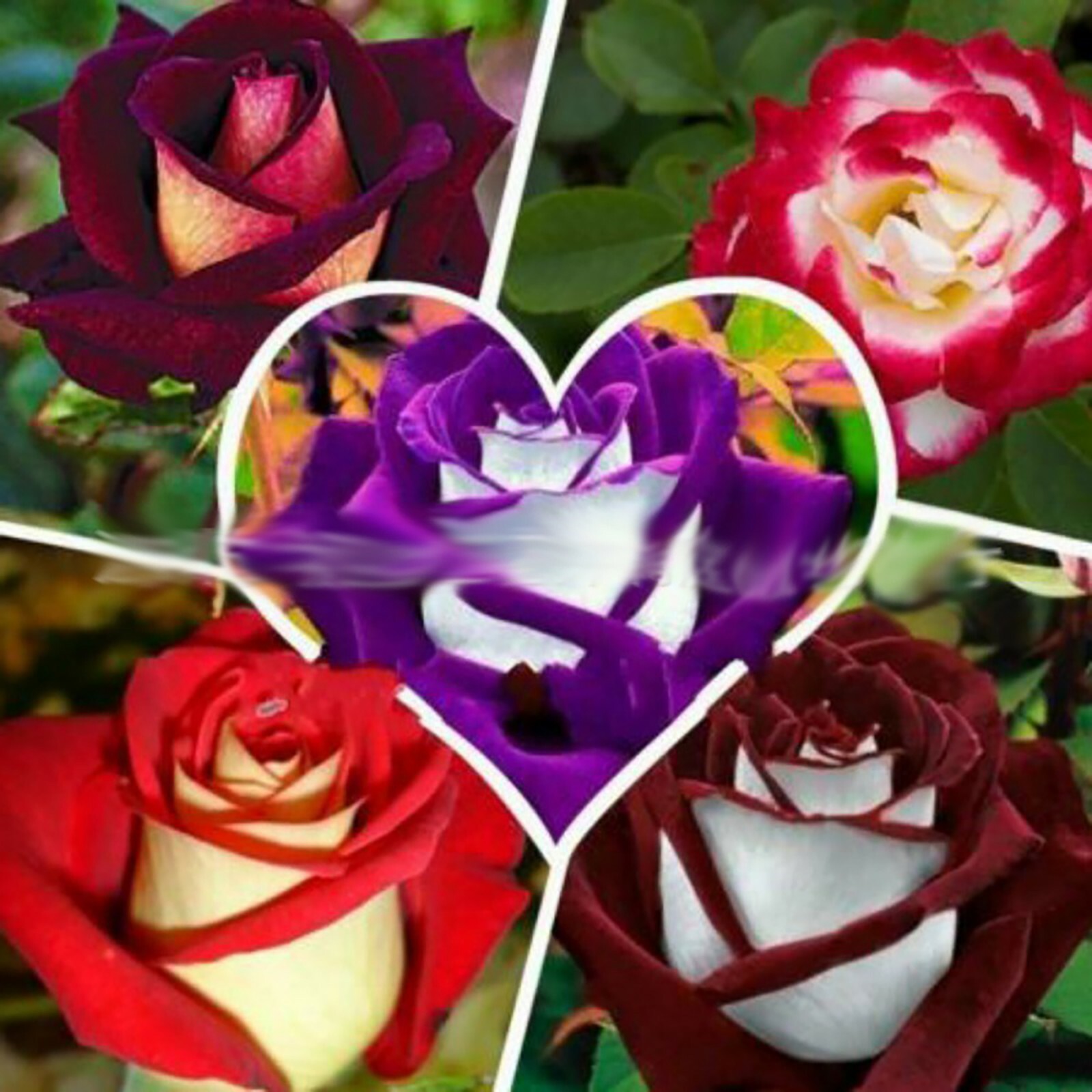 Midnight Blue, Black, Duo Color Rose 100 Seeds~ Rare-Free Shipping-USA Seller