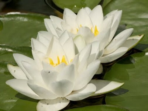 Nymphaea sp. Virginalis White water Lily 15 seeds