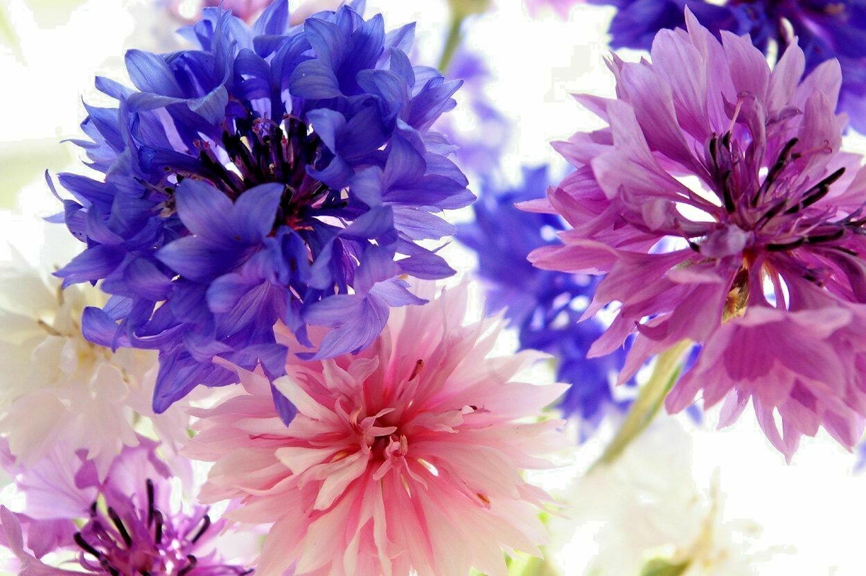 501+CORNFLOWER BACHELOR BUTTON Mixed Seeds Cut Dried Flowers Garden Container
