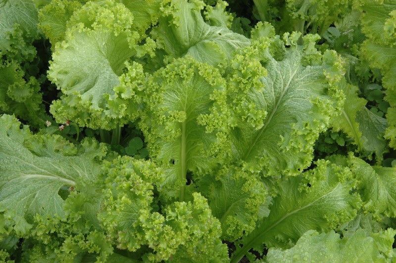 Greenwave Mustard Seeds 300+ NON-GMO USA SELLER FREE S&H SALAD GARNISH