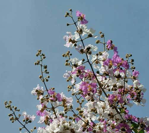 Crape Myrtle floribunda | Tropical Crape Myrtle | 10 seeds