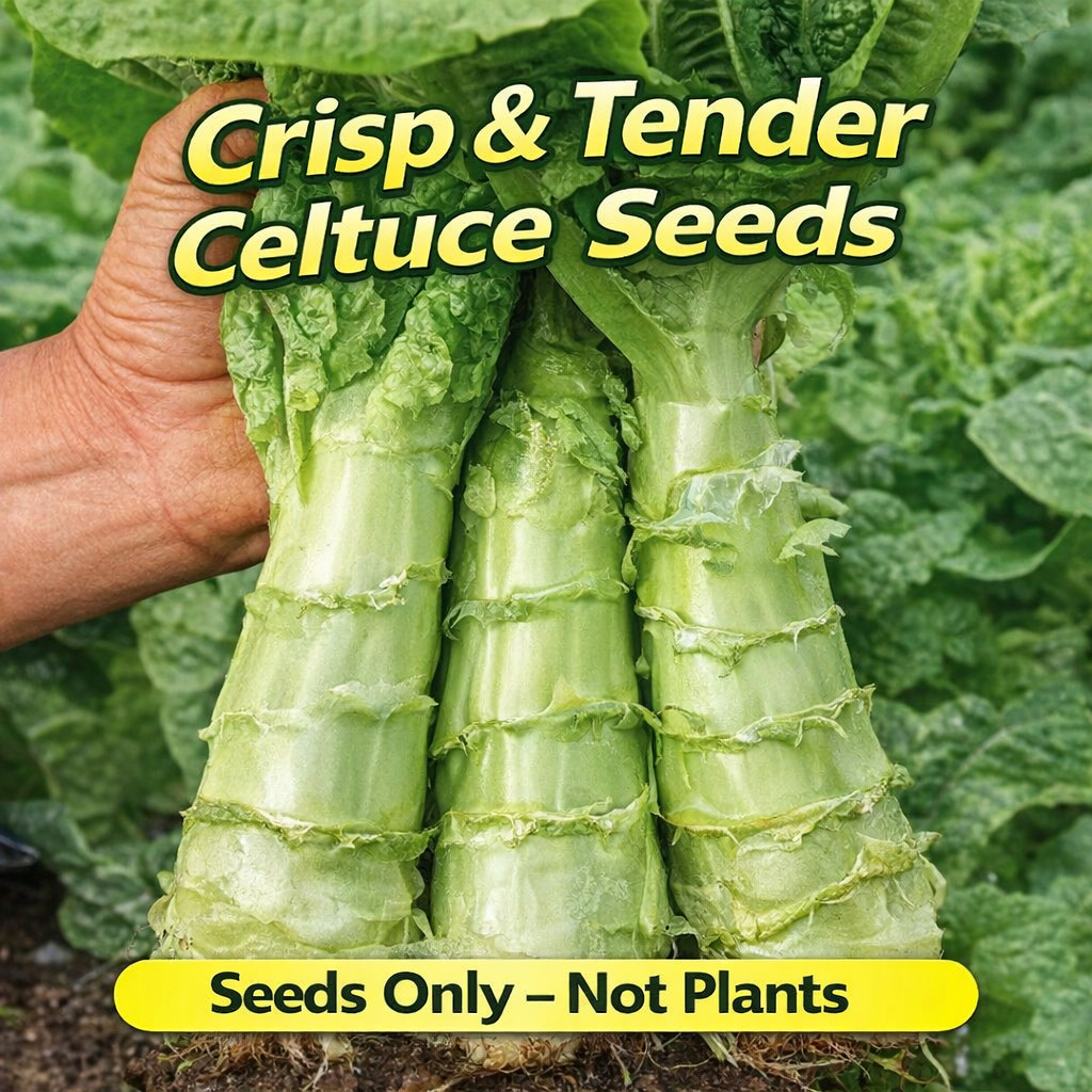 Lettuce Seeds Stem Lettuce Seeds Crisp Green Heirloom 50/100 Pcs（Seeds only）