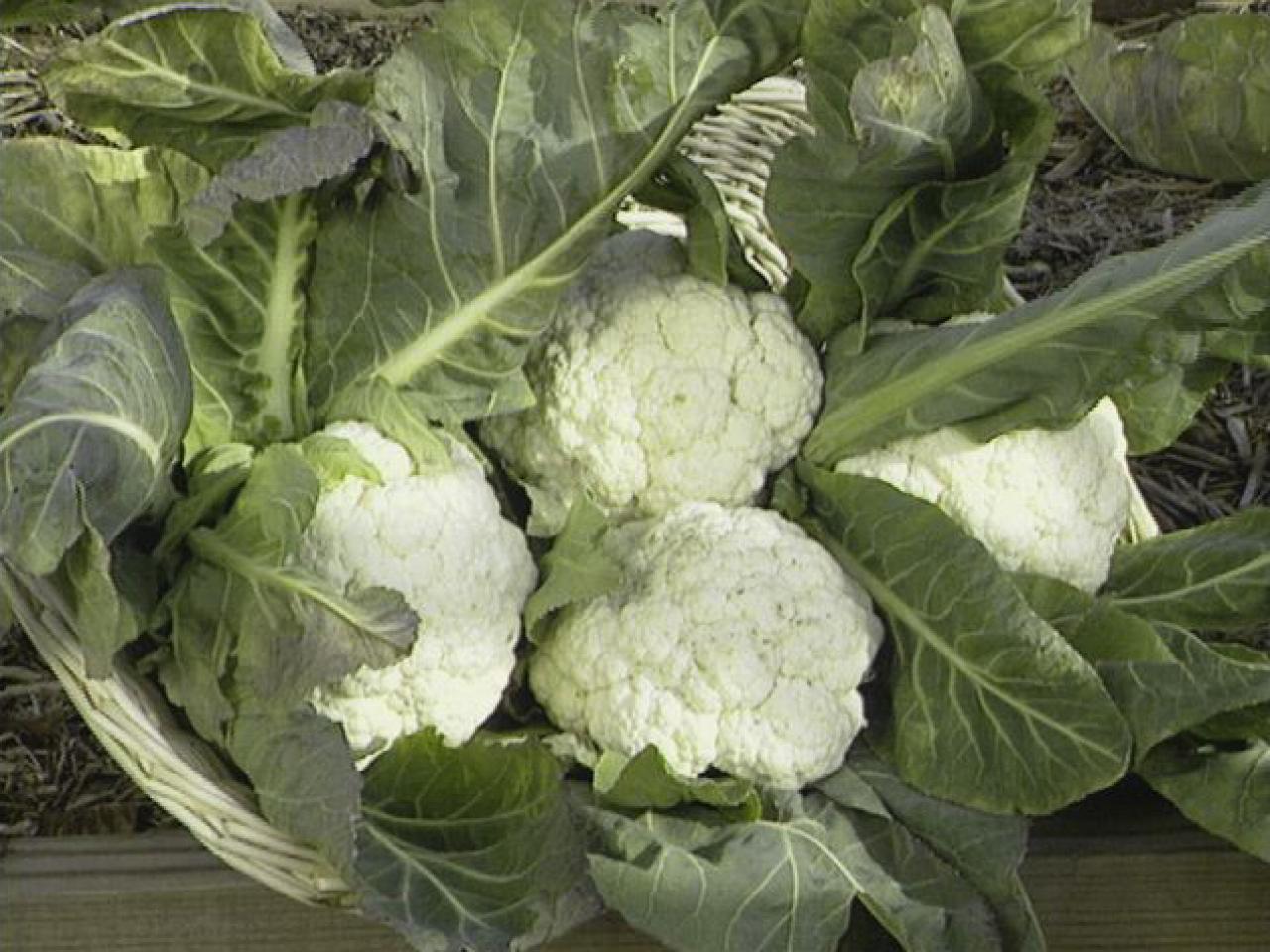 Cauliflower Snowball Y Improved, Cruciferous, Non-GMO, Self Blanching, FREE SHIP