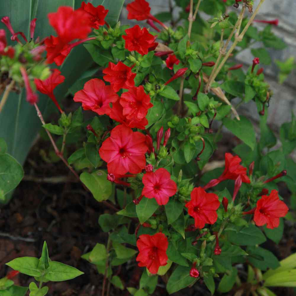 1oz Red Four O’Clock Flower Seeds Mirabilis jalapa (Approx 350 Seeds)